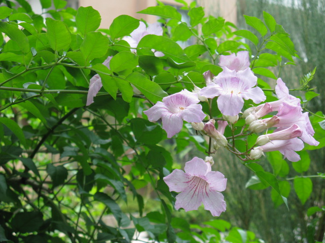 植物編のノウゼンカズラ科のピンクノウゼンカズラ