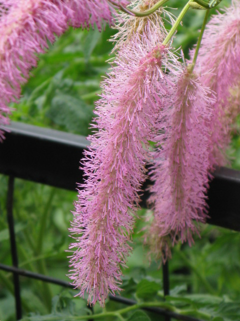 植物編のバラ科のカライトソウ