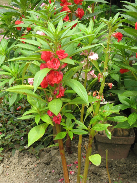 植物編のツリフネソウ科のホウセンカ