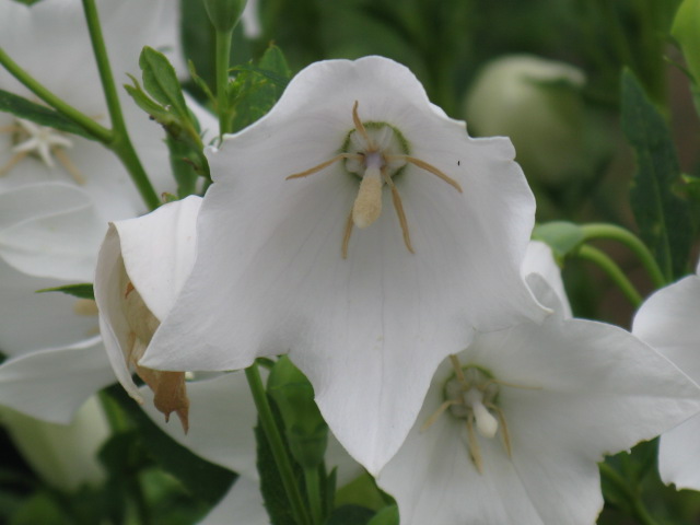 植物編のキキョウ科のキキョウ（桔梗）