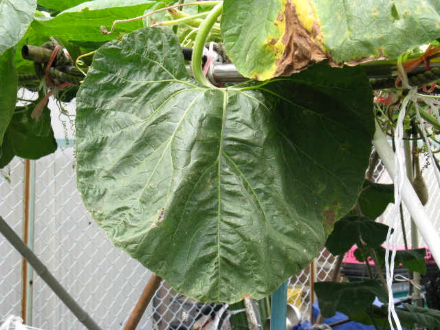 植物編のウリ科のオオヒョウタン（大瓢箪）