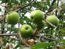 植物編のバラ科のリンゴ（林檎）