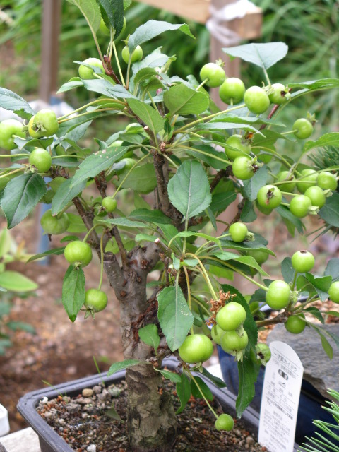 植物編のバラ科のイッサイミカイドウ