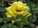 植物編のバラ科のバラ（薔薇）