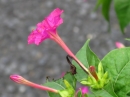 植物編のオシロイバナ科のオシロイバナ（白粉花）