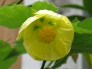 植物編のアオイ科のアブチロン(アブチロン)