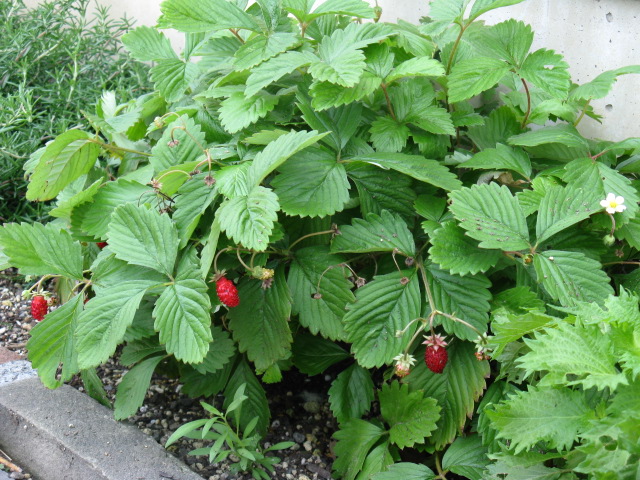 植物編のバラ科のワイルドストロベリー