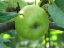 植物編のバラ科のリンゴ（林檎）