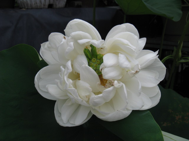 植物編のハス科のハス（蓮）