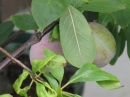 植物編のバラ科のスモモ（酢桃）