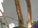 植物編のノボタン科のシコンノボタン（紫紺野牡丹）