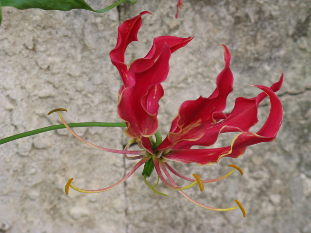 植物編のユリ科のグロリオサ