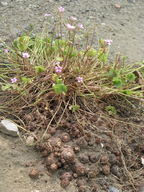 植物編のカタバミ科のイモカタバミ（芋片喰）