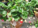 植物編のバラ科のシキナリイチゴ（四季成りイチゴ）