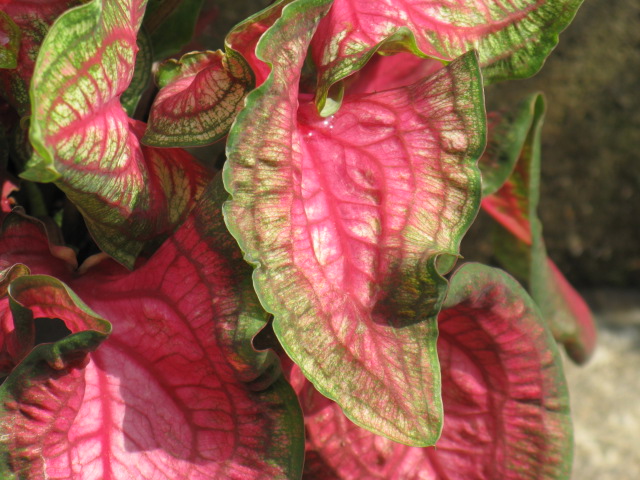 植物編のサトイモ科のカラジウム（カラジウム）