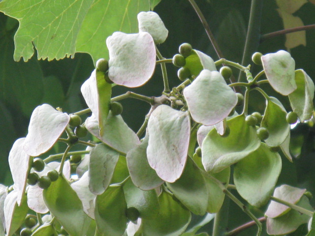 植物編のアオギリ科のアオギリ（青桐）