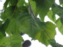 植物編のカバノキ科のシラカバ（白樺）