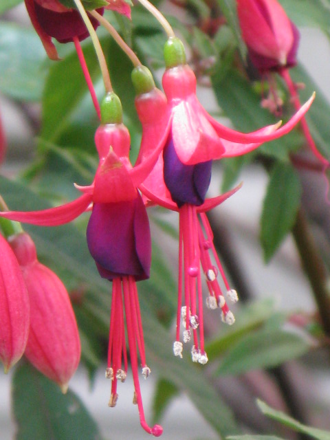 植物編のアカバナ科のフクシア エンジェルスイヤリング