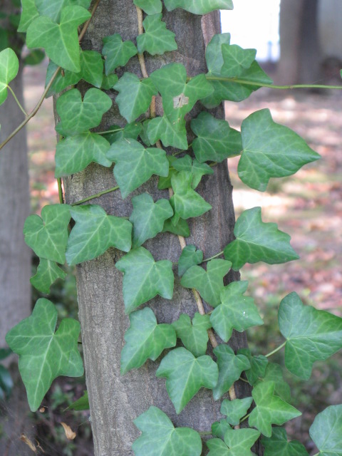 植物編のウコギ科のヘデラ ヘリックス