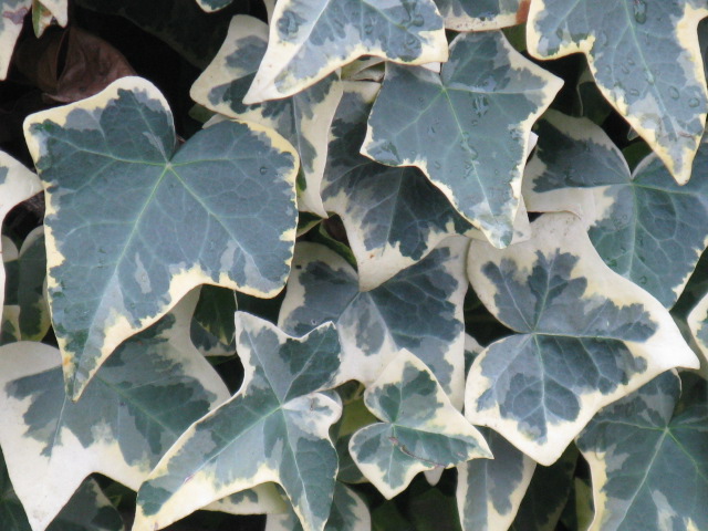植物編のウコギ科のヘデラ ヘリックス