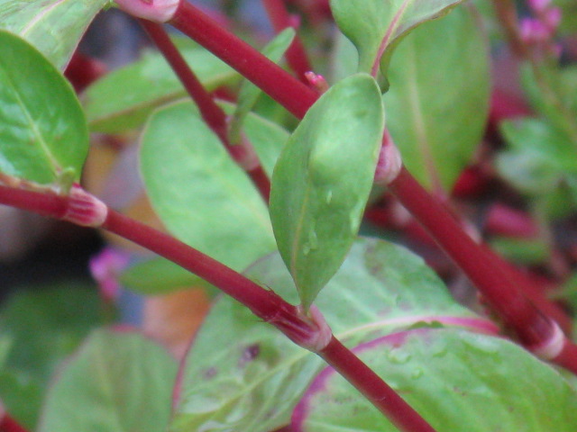 植物編のタデ科のアイ（藍）