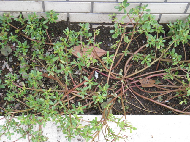 植物編のスベリヒユ科のスベリヒユ
