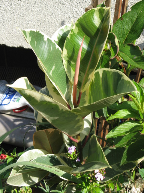 植物編のクワ科のフイリインドゴムノキ