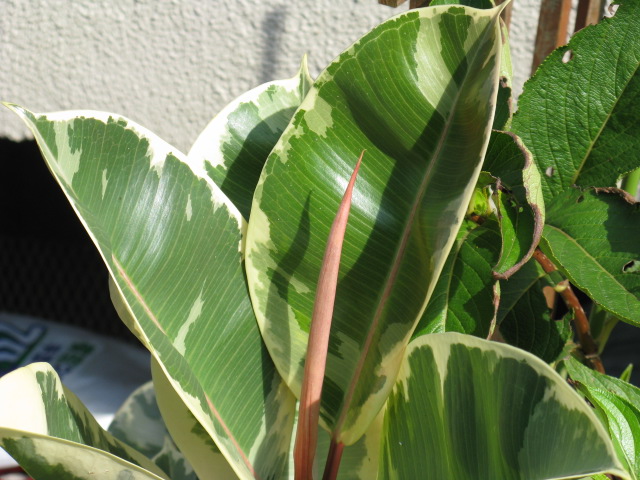 植物編のクワ科のフイリインドゴムノキ