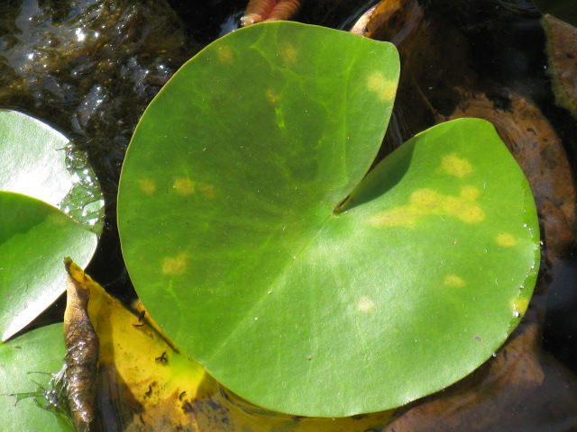 植物編のミツガシワ科のアサザ（阿佐佐）