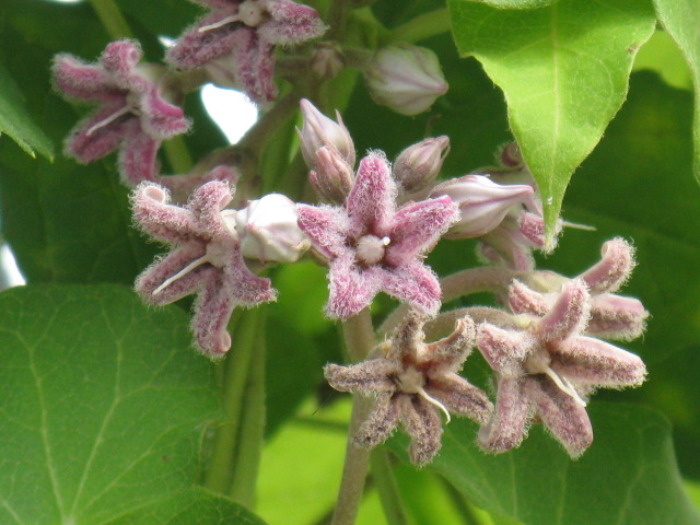 植物編のガガイモ科のガガイモ