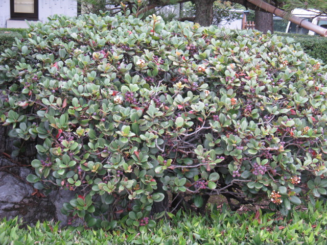 植物編のバラ科のマルバシャリンバイ