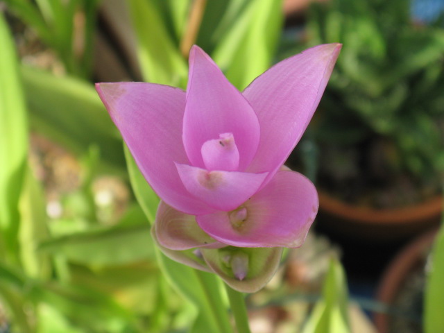 植物編のショウガ科のクルクマ（クルクマ）