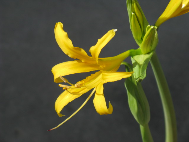 植物編のヒガンバナ科のリコリス オーレア
