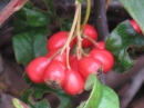 植物編のバラ科のベニシタン（紅紫壇）