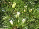 植物編のマツ科のヒマラヤスギ（ヒマラヤ杉）