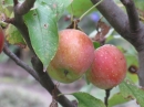 植物編のバラ科のリンゴ（アルプスオトメ）（林檎（アルプス乙女））