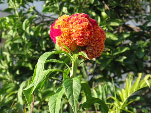 植物編のヒユ科のトサカケイトウ