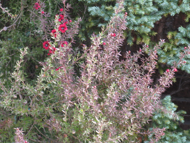 植物編のフトモモ科のギョリュウバイ（御柳梅）