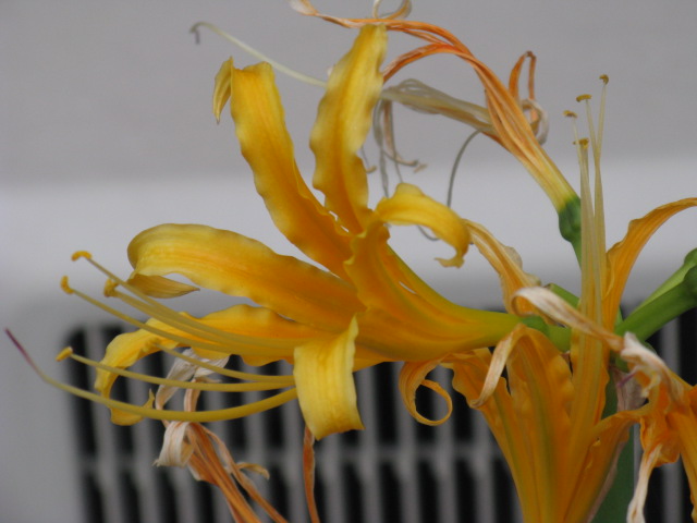 植物編のヒガンバナ科のリコリス オーレア
