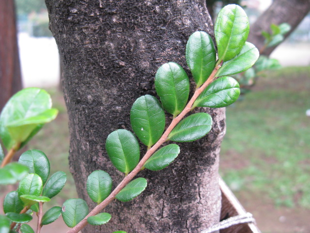 植物編のモチノキ科のオオバイヌツゲ