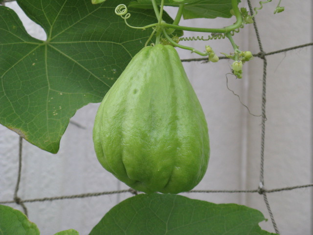 植物編のウリ科のハヤトウリ