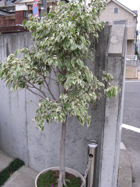 植物編のクワ科のベンジャミン