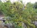 植物編のモクセイ科のイボタノキ（水蝋の木）