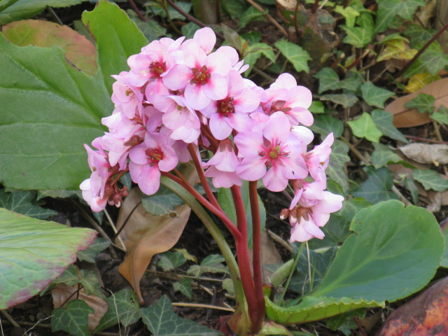 植物編のユキノシタ科のヒマラヤユキノシタ