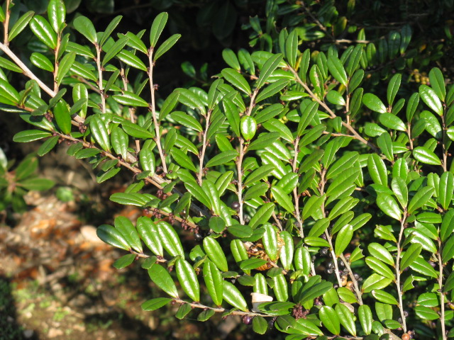 植物編のモチノキ科のオオバイヌツゲ