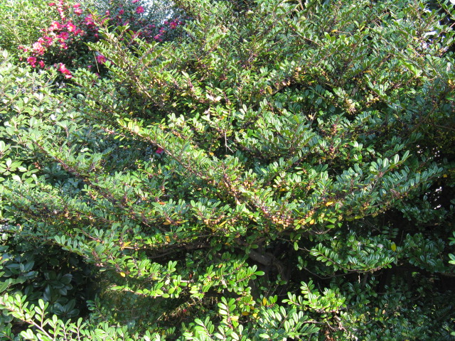 植物編のモチノキ科のオオバイヌツゲ