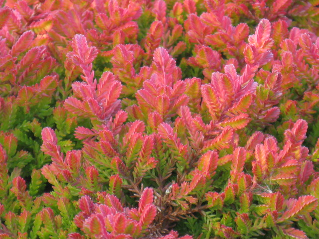 植物編のツツジ科のカルーナ（カルーナ）
