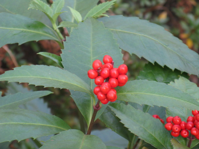 植物編のセンリョウ科のセンリョウ