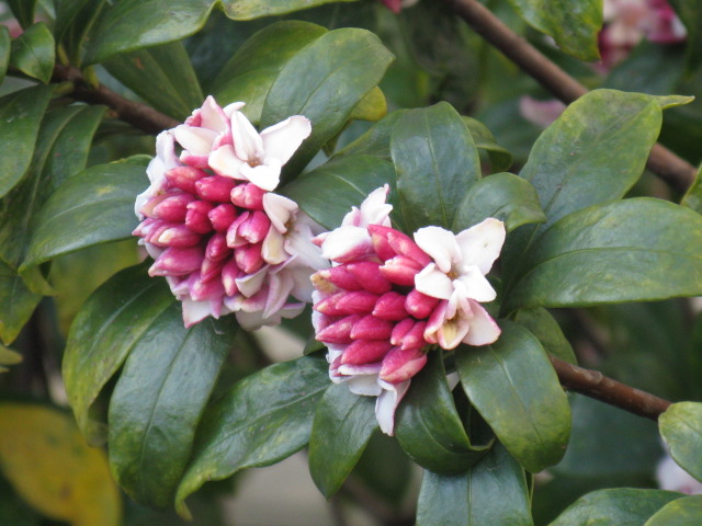 植物編のジンチョウゲ科のジンチョウゲ