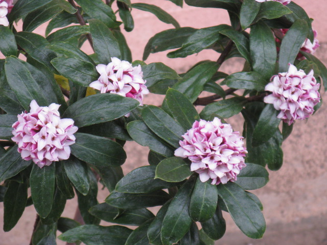 植物編のジンチョウゲ科のジンチョウゲ